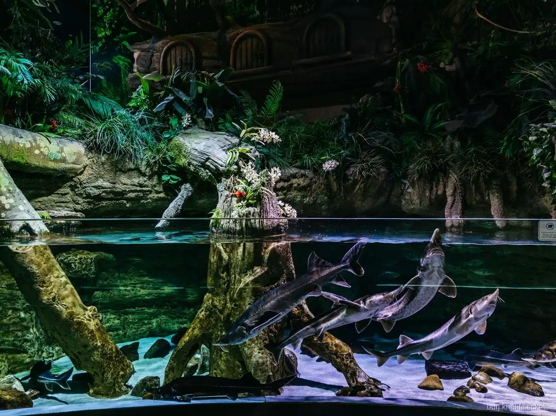 Vita marina all'Acquario di Dubai, parte del biglietto combinato Burj Khalifa