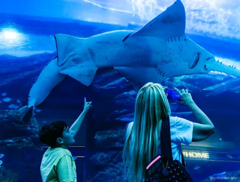 Tunel w Dubai Aquarium objęty biletem łączonym z Burj Khalifa
