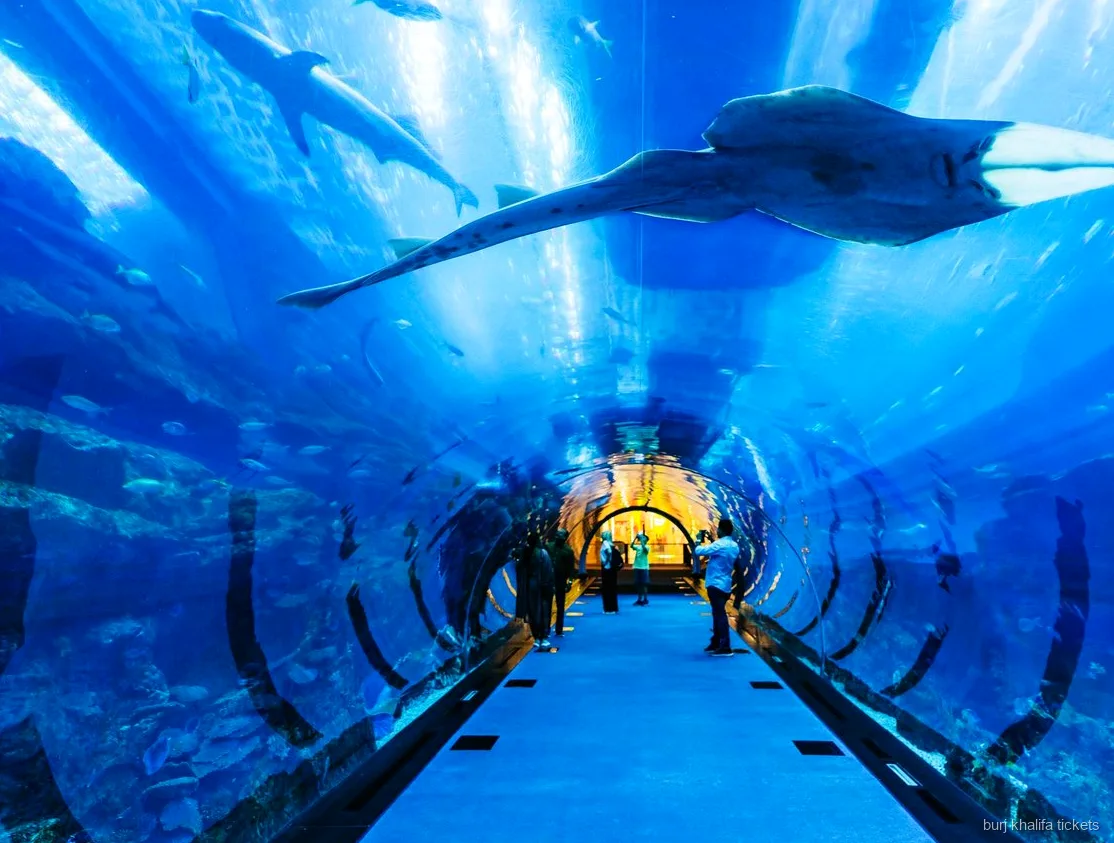 Underwater Zoo exhibit included with the Burj Khalifa and Dubai Aquarium ticket