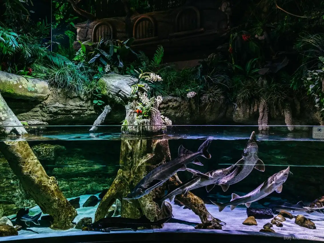 Marine life at the Dubai Aquarium part of the Burj Khalifa combo ticket